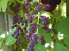 Akebia quinata -Akebie / Klettergurke-