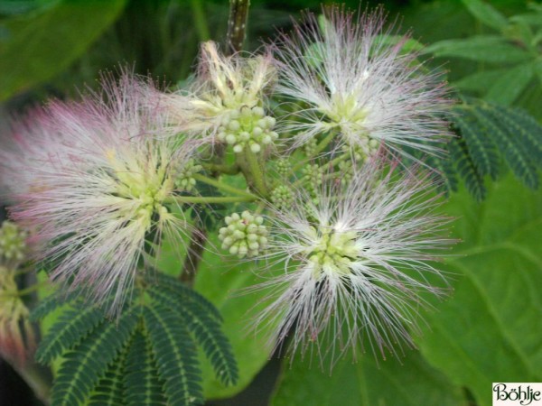 Albizia julibrissin -Seidenbaum-