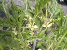 Alnus glutinosa 'Imperialis' -Bambuserle-