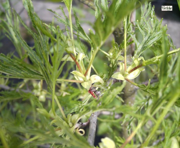 Alnus glutinosa 'Imperialis' -Bambuserle-