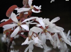 Amelanchier laevis -hängende Felsenbirne-