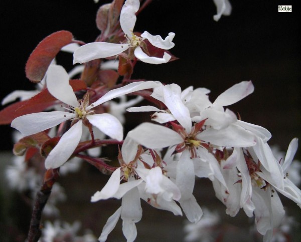 Amelanchier laevis -hängende Felsenbirne-