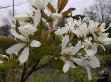 Amelanchier 'Ballerina'