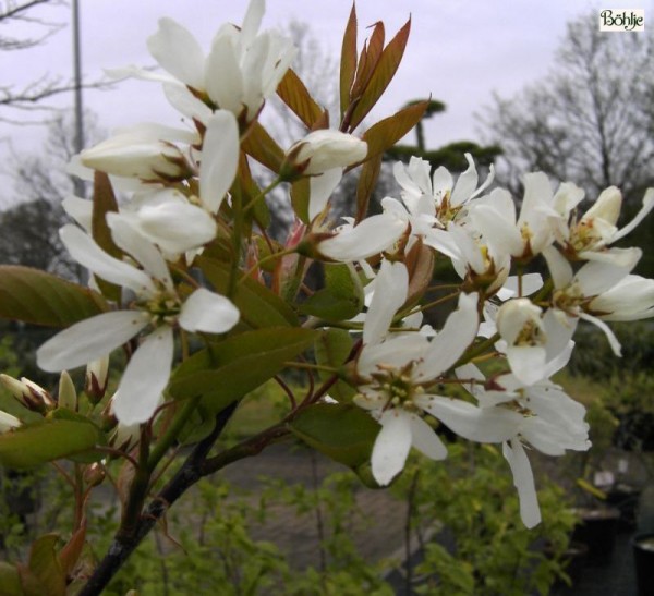 Amelanchier 'Ballerina'