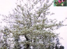 Amelanchier lamarckii -Felsenbirne-