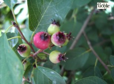 Amelanchier rotundifolia (Amelanchier ovalis)  -echte Felsenbirne-