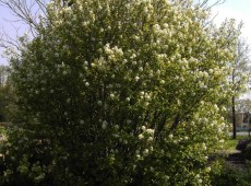 Amelanchier rotundifolia 'Helvetica' -Felsenbirne-