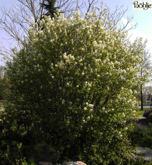 Amelanchier rotundifolia 'Helvetica' -Felsenbirne-