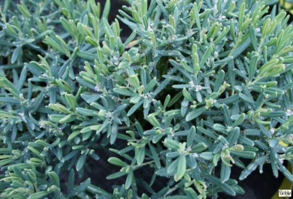 Andromeda polifolia 'Blue Ice' -Lavendelheide- 