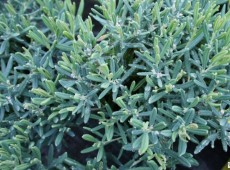 Andromeda polifolia 'Blue Ice' -Lavendelheide- 