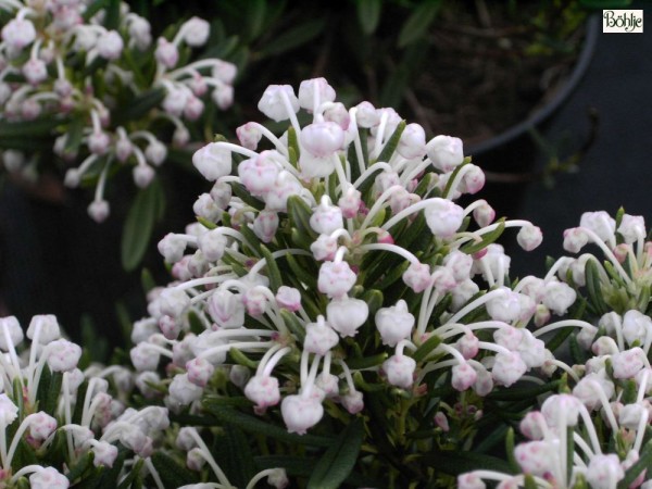 Andromeda polifolia 'Nikko' -Lavendelheide-