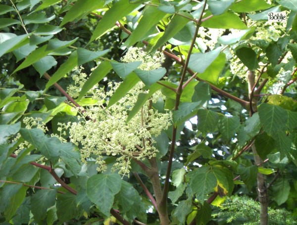 Aralia elata -Stachelaralie-