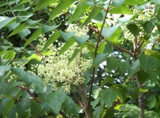 Aralia elata -Stachelaralie-