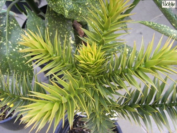 Araucaria araucana -chilenische Schmucktanne-