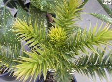 Araucaria araucana -chilenische Schmucktanne-