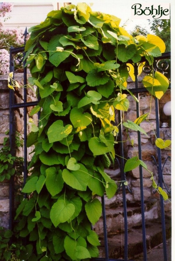 Aristolochia macrophylla -Pfeifenwinde-