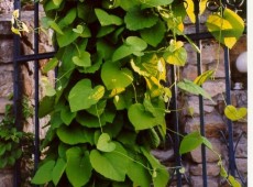 Aristolochia macrophylla -Pfeifenwinde-