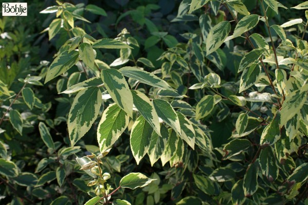 Aristotelia chilensis 'Variegata'