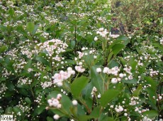 Aronia melanocarpa  -kahle Apfelbeere-