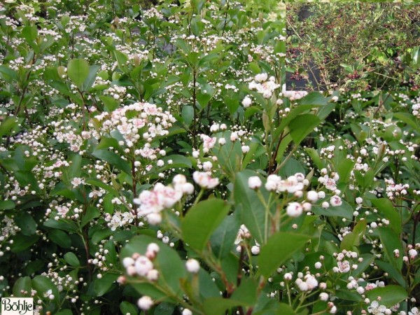 Aronia melanocarpa  -kahle Apfelbeere-