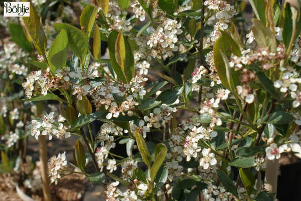 Aronia arbutifolia 'Brilliant' -Apfelbeere-