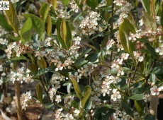 Aronia arbutifolia 'Brilliant' -Apfelbeere-