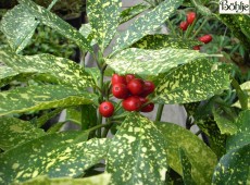 Aucuba japonica 'Variegata' -Aucube-