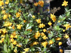 Berberis buxifolia 'Nana' -buchsbaumblättrige Berberitze-