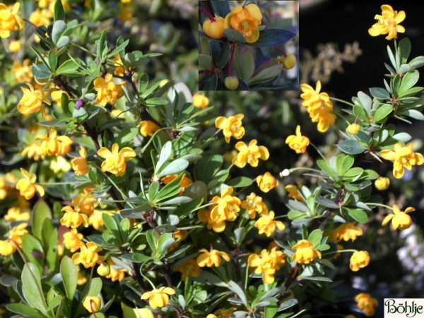 Berberis buxifolia 'Nana' -buchsbaumblättrige Berberitze-