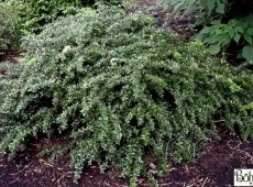 Berberis candidula -schneeige Berberitze-