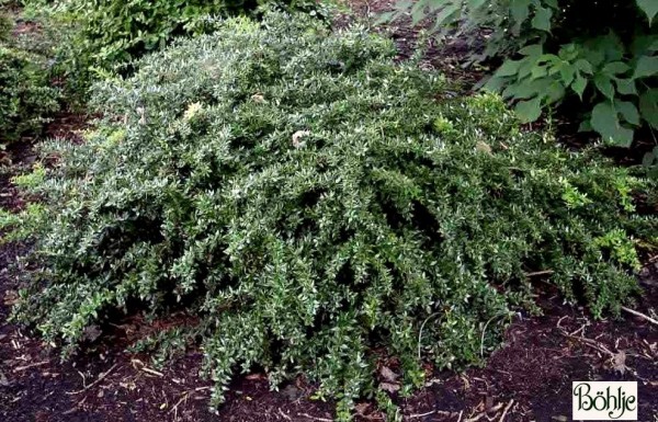 Berberis candidula -schneeige Berberitze-