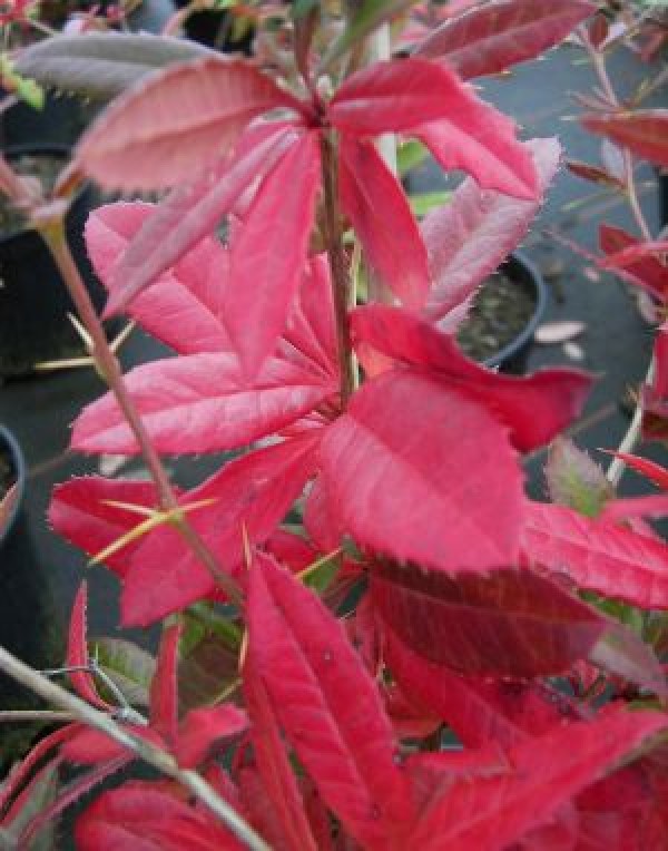 Berberis julianae -großblättrige Berberitze-