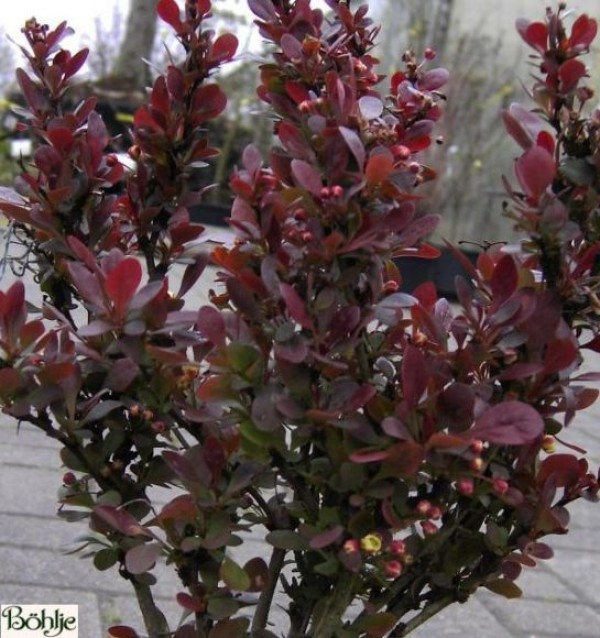 Berberis thunbergii 'Atropurpurea Nana' -kleine Blutberberitze-