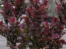 Berberis thunbergii 'Atropurpurea Nana' -kleine Blutberberitze-
