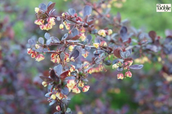 Berberis thunbergii 'Atropurpurea' -rote Heckenberberitze-