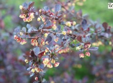 Berberis thunbergii 'Atropurpurea' -rote Heckenberberitze-