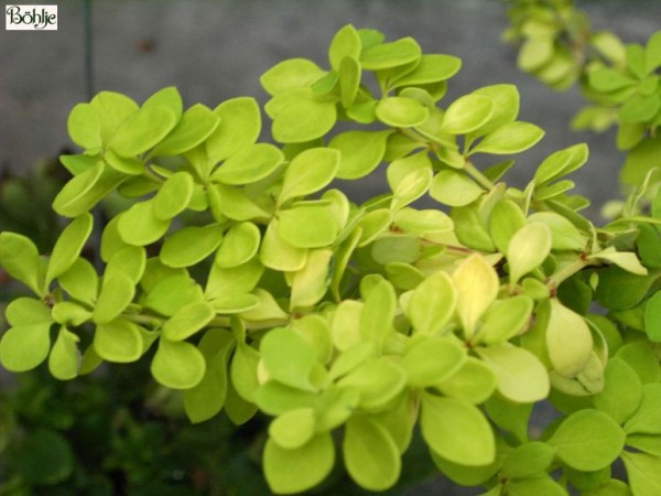 Berberis thunbergii 'Aurea' -Goldberberitze-