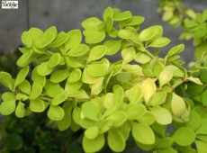 Berberis thunbergii 'Aurea' -Goldberberitze-