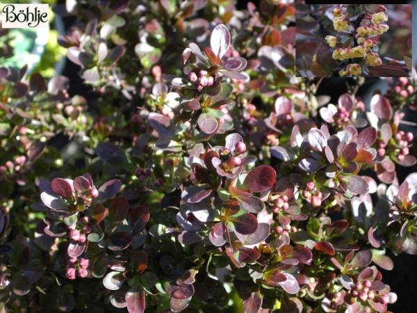 Berberis thunbergii 'Bagatelle' 