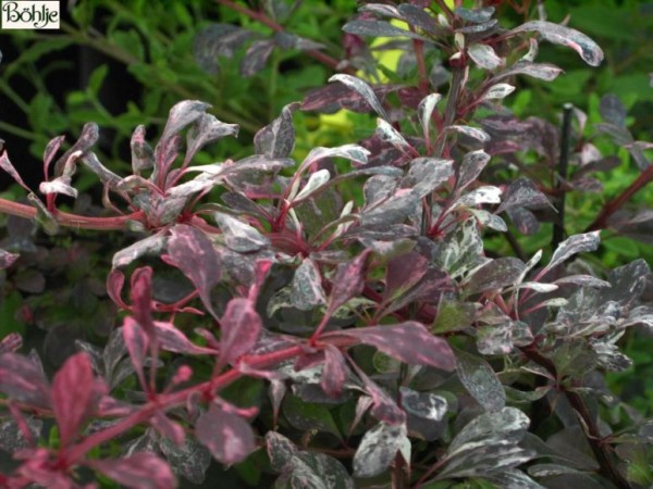 Berberis thunbergii 'Rose Glow' -rosaweiße Berberitze-