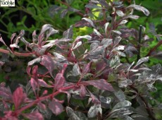 Berberis thunbergii 'Rose Glow' -rosaweiße Berberitze-