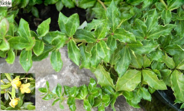 Berberis verruculosa -Berberitze-