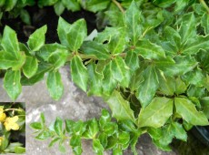 Berberis verruculosa -Berberitze-