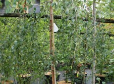 Betula pendula 'Youngii' -Trauerbirke-