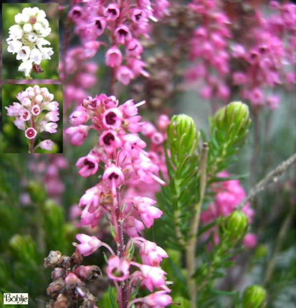 Bruckenthalia spiculifolia / Erica spiculifolia  -Ährenheide / Siebenbürgenheide-