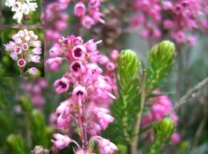 Bruckenthalia spiculifolia / Erica spiculifolia  -Ährenheide / Siebenbürgenheide-