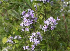 Buddleja alternifolia -Hänge - Sommerflieder-