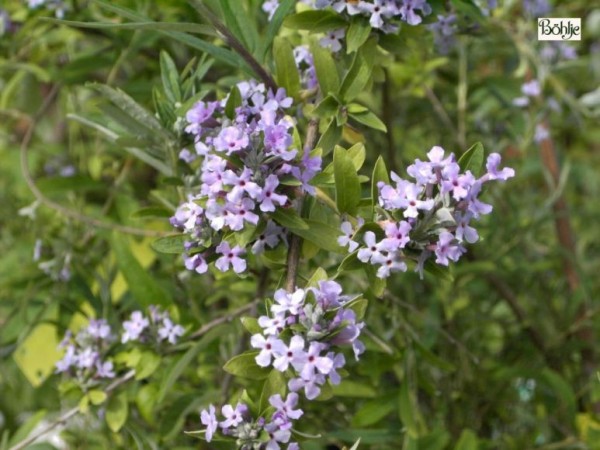 Buddleja alternifolia -Hänge - Sommerflieder-