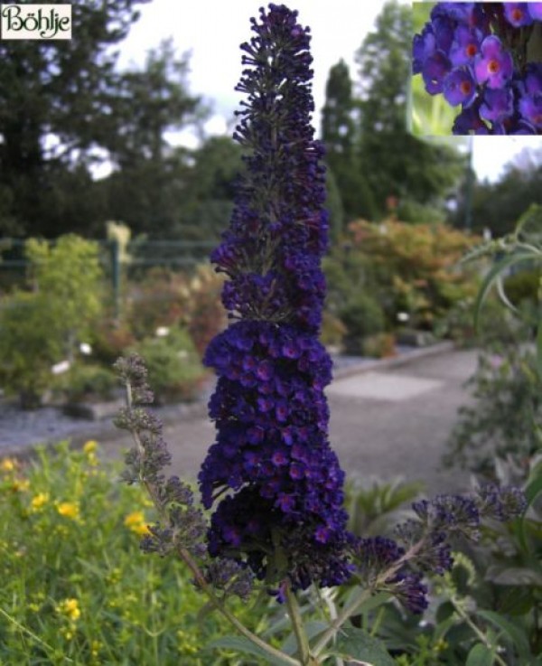 Buddleja davidii 'Black Knight' -Schmetterlingsstrauch-