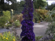 Buddleja davidii 'Black Knight' -Schmetterlingsstrauch-